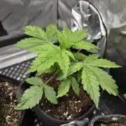 Pandora Auto - Paradise Seeds