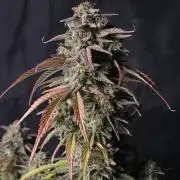 Slamberry - Speedrun Seeds