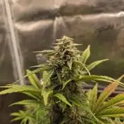 Slamberry - Speedrun Seeds