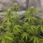 Pandora Auto - Paradise Seeds