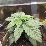 Strawberry Kiss - Mephisto Genetics