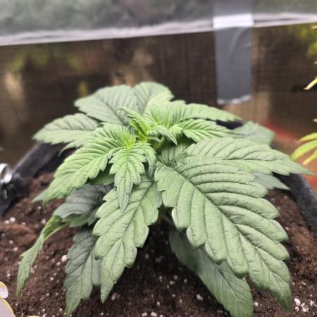 Strawberry Kiss - Mephisto Genetics