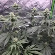 Orange Creampop - HSC