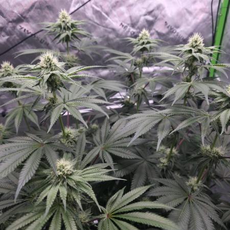 Orange Creampop - HSC