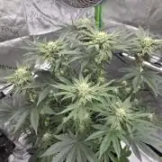 Wizard Trees - Studio Cherry