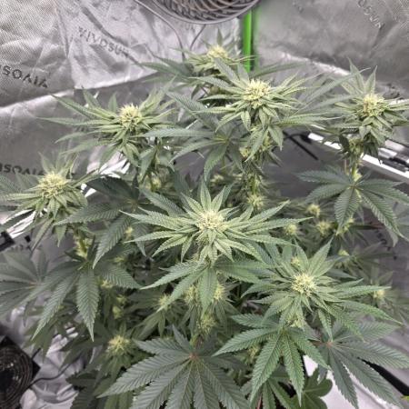 Wizard Trees - Studio Cherry