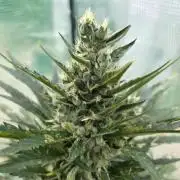 Killer Haze Auto - Outdoor