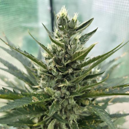 Killer Haze Auto - Outdoor