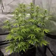 Pandora Auto - Paradise Seeds