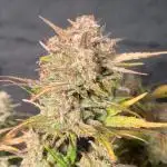 Auto Banana Blaze Dutch Passion