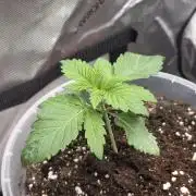 Wizard Trees - Studio Cherry