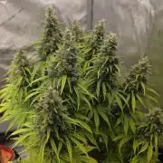 Pandora Auto - Paradise Seeds