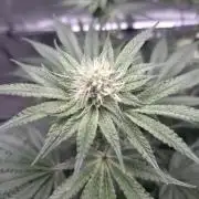 Orange Creampop - HSC