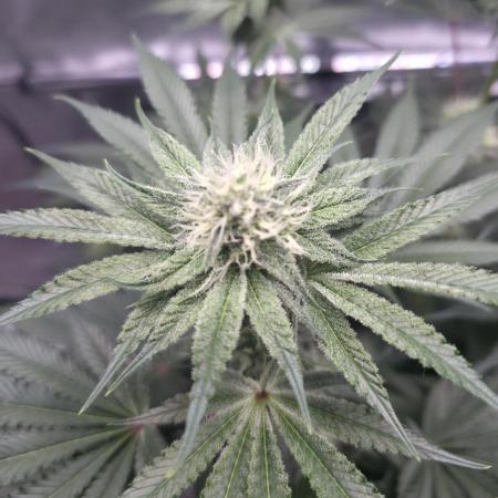 Orange Creampop - HSC