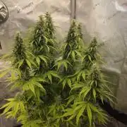 Pandora Auto - Paradise Seeds