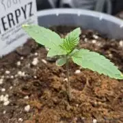 Trop Cherry Gas  - Relentlless