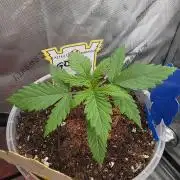 Ken´s Original Grand Daddy Purp (fem.)