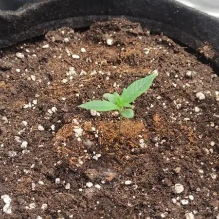 Auto Big Demon - Divine Seeds Contest