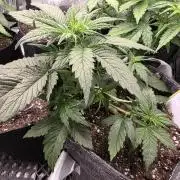 Slamberry - Speedrun Seeds