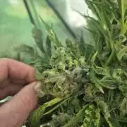 Killer Haze Auto - Outdoor