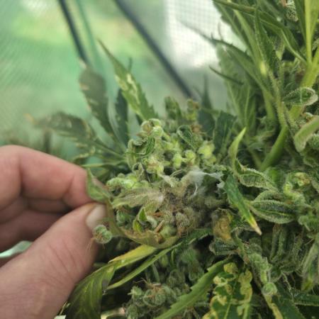 Killer Haze Auto - Outdoor