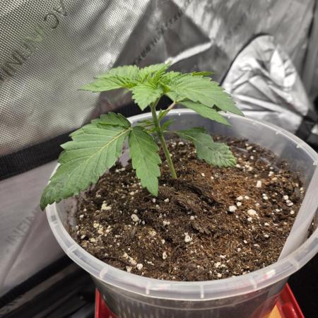 Wizard Trees - Studio Cherry