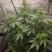 Ken´s Original Grand Daddy Purp (fem.)