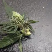 Trop Cherry Gas  - Relentlless