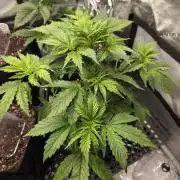 Pandora Auto - Paradise Seeds