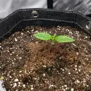 Slamberry - Speedrun Seeds