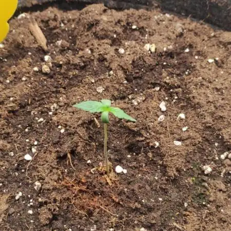 Strawberry Cheesecake Auto - HSC
