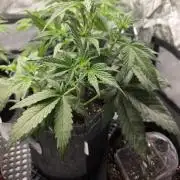 Slamberry - Speedrun Seeds