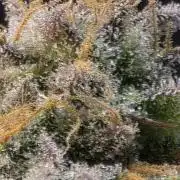 Slamberry - Speedrun Seeds