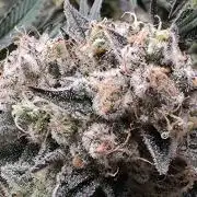 Double Stuffed Sorbet