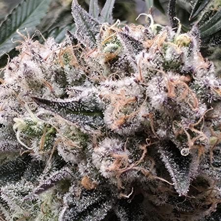 Double Stuffed Sorbet