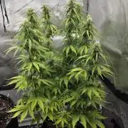 Pandora Auto - Paradise Seeds