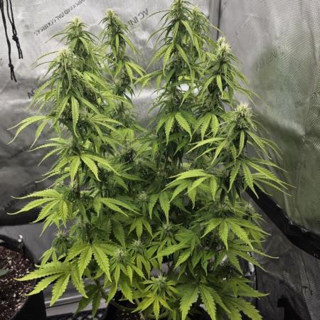 Pandora Auto - Paradise Seeds
