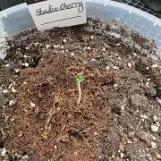 Wizard Trees - Studio Cherry