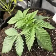 Trop Cherry Gas  - Relentlless