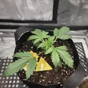 Pure Michigan Auto
