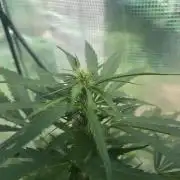 Killer Haze Auto - Outdoor