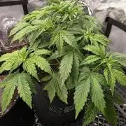 Pandora Auto - Paradise Seeds