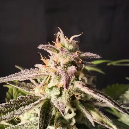 Auto Divine Rapier - Contest