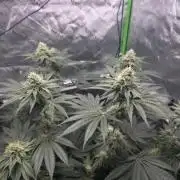 Orange Creampop - HSC