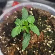Next of KIN - Super Strains