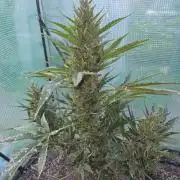Killer Haze Auto - Outdoor