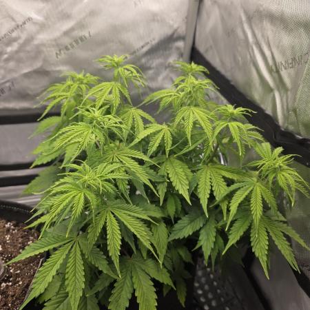 Pandora Auto - Paradise Seeds
