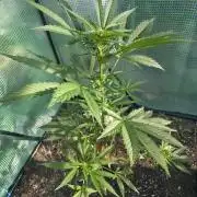 Killer Haze Auto - Outdoor