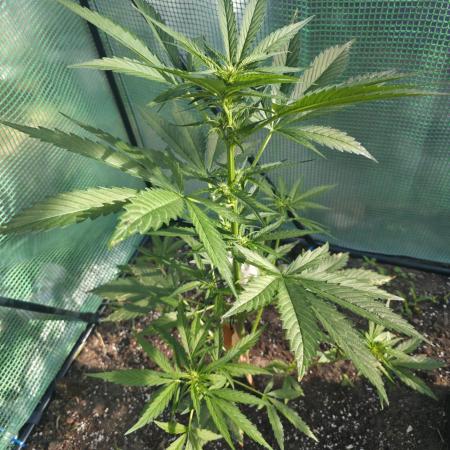 Killer Haze Auto - Outdoor