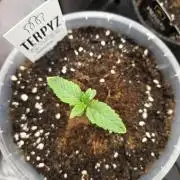 Trop Cherry Gas  - Relentlless